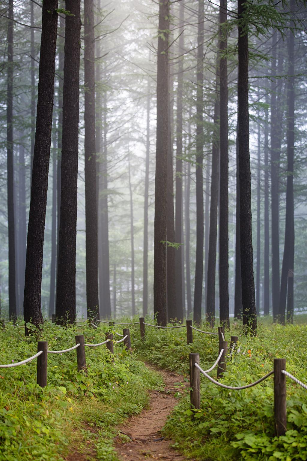Green · woody · earthy — Make Your Own Perfume In Seoul in Korea