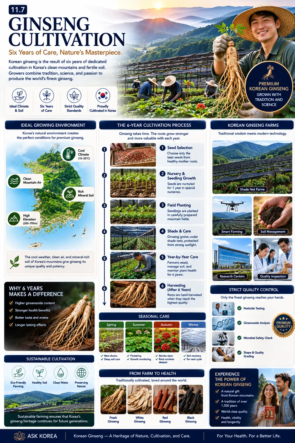 Ginseng cultivation infographic — ideal growing environment, the six-year cultivation process, seasonal care, Korean ginseng farms, strict quality control and sustainable cultivation