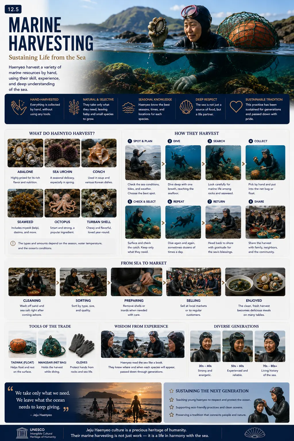 Marine harvesting infographic — what haenyeo harvest, how they harvest step by step, from sea to market, tools of the trade and sustaining the next generation