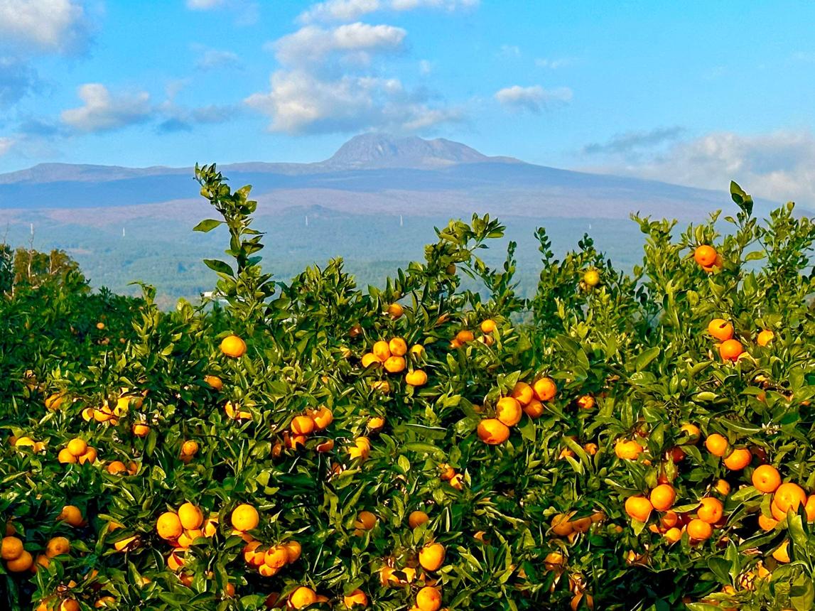 Citrus · green · airy — Make Your Own Perfume In Seoul in Korea