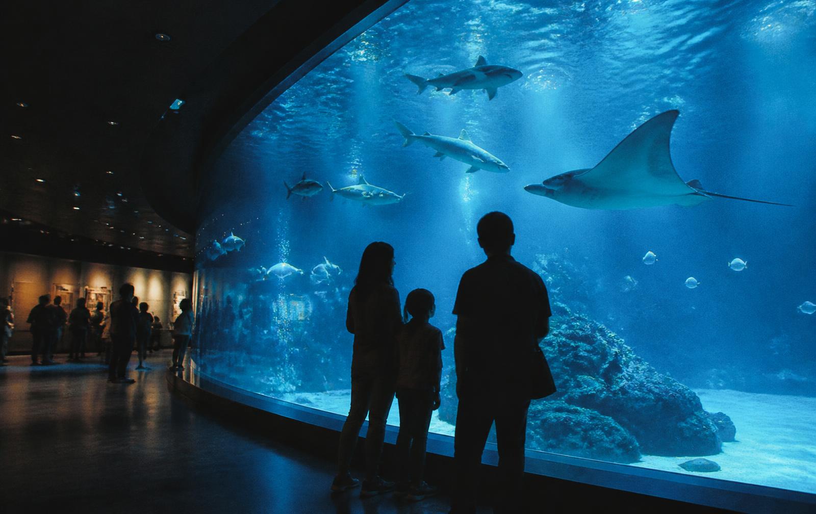 COEX Aquarium, South Korea