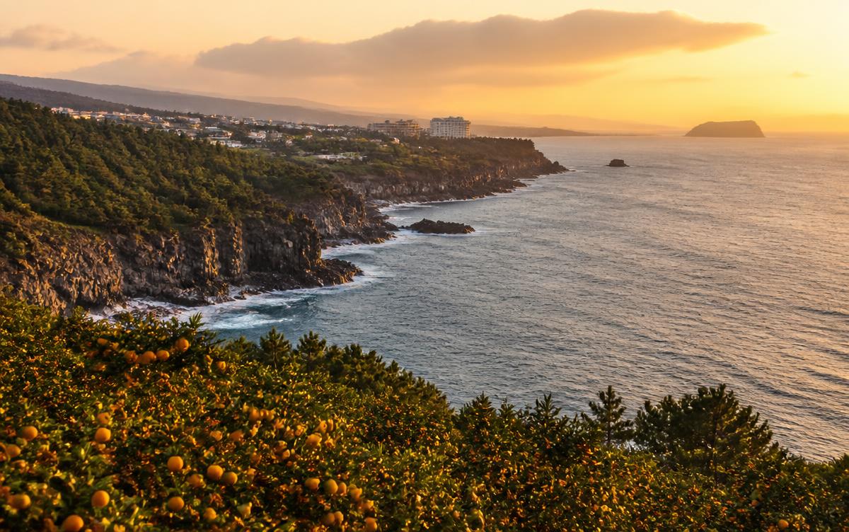 Volcanic cliffs and tangerine groves near Seogwipo, Jeju